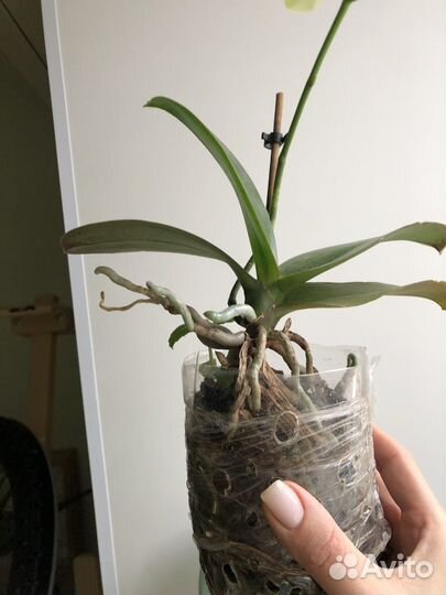 Орхидея спот леопард трилипс