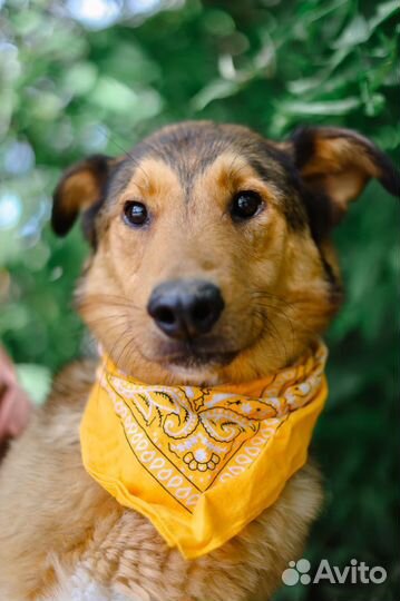 Собаке сложно в приюте