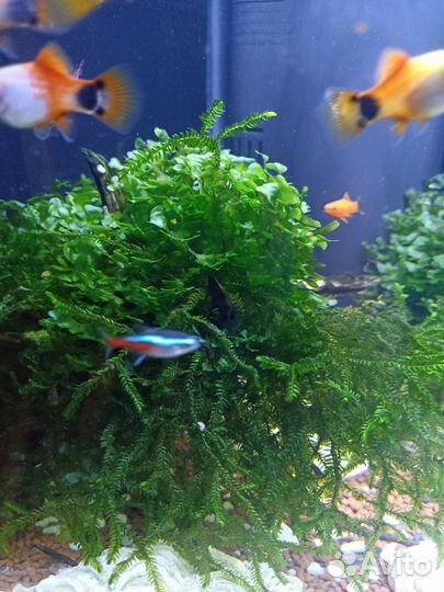 Аквариумные растения (прополка)