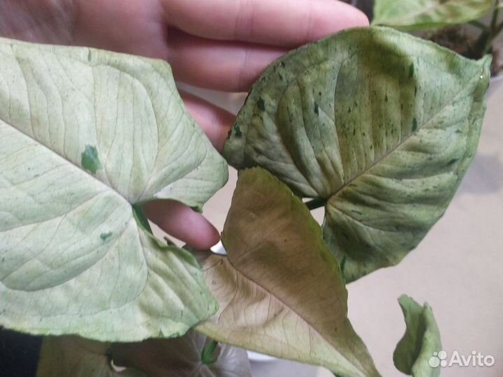 Сингониумы