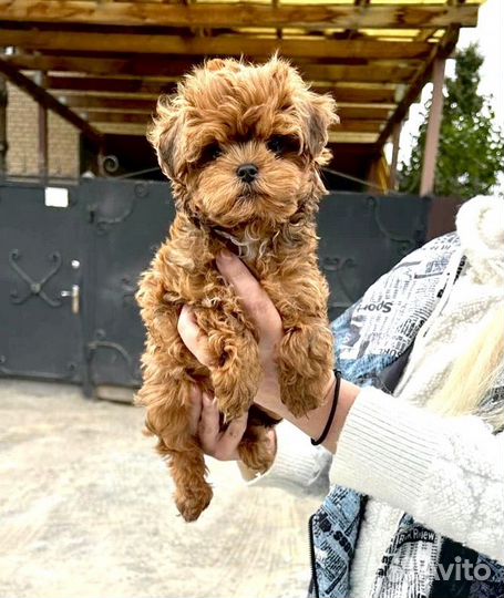 Выбор есть мальтипу