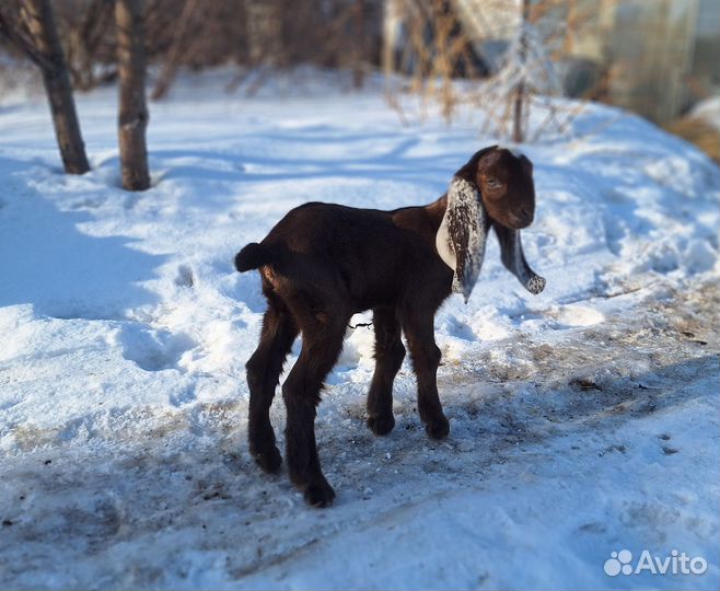 Козы камори