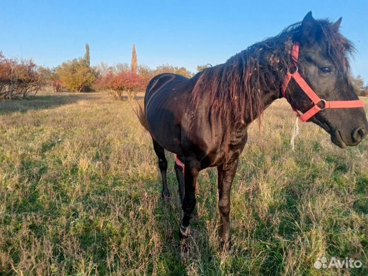 Кобыла/Жеребец
