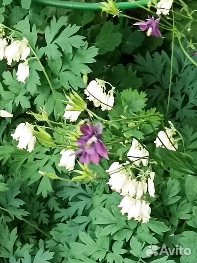 Многолетники для дачи