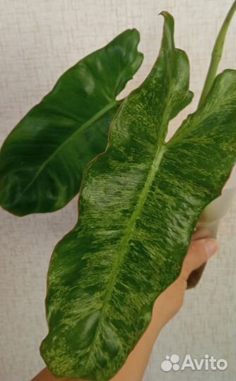 Фил парадизо верде (мраморный)