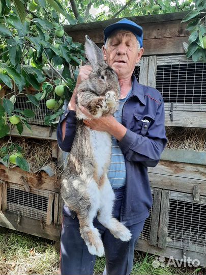 Молодняк кроликов мясных пород