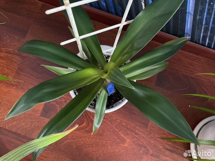 Комнатные растения цветы