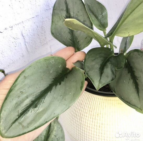 Сциндапсус мунлайт