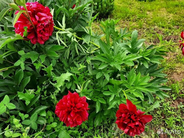 Пионы травянистые красные
