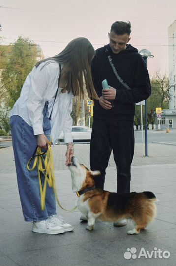 Передержка животных