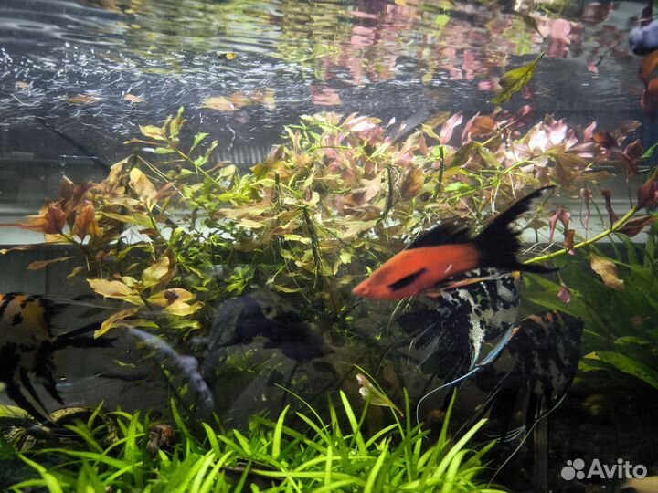 Растения для аквариума