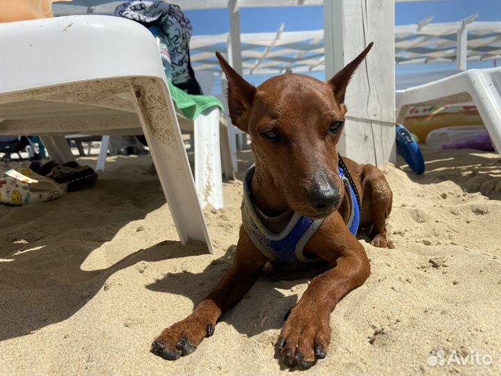 Цвергпинчер