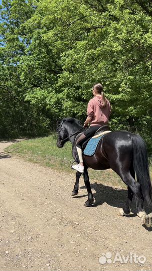 Жеребец пони класс