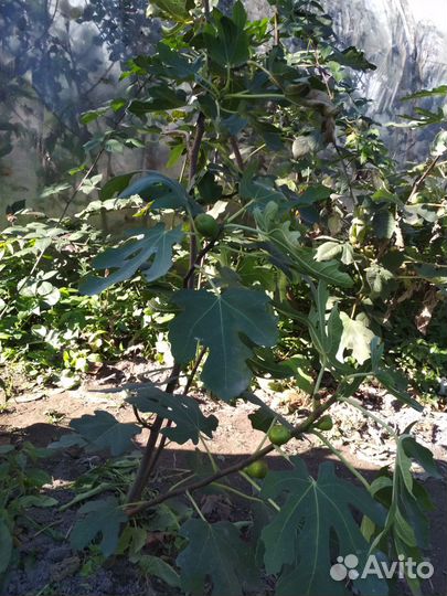 Огородные растения