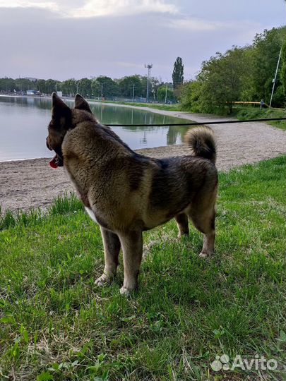 Вязка собак, Американская Акита