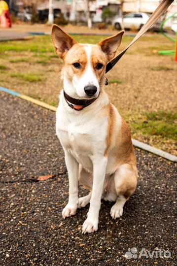 Собака в добрые руки отдам бесплатно