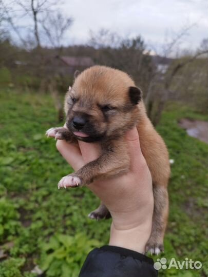 Мама Карело финская лайка, папа западно сибирская