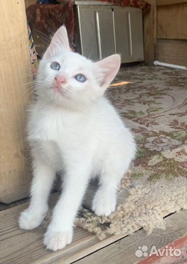 Белые котята в добрые руки даром