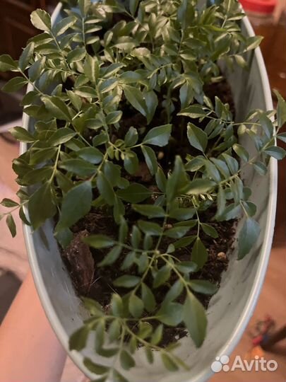 Муррайя черноплодная (Murraya koenigii)