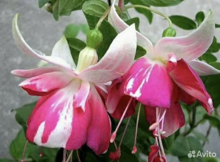 Фуксии сортовые