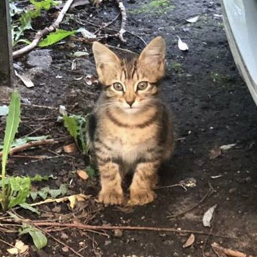 Маленький полосатый котенок ищет дом