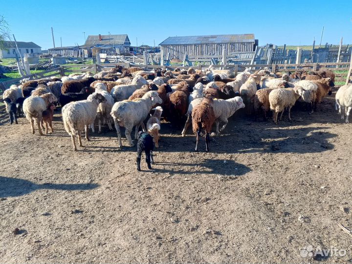 Овцематки с ягнятами