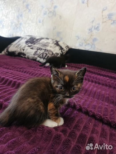 Шотландская