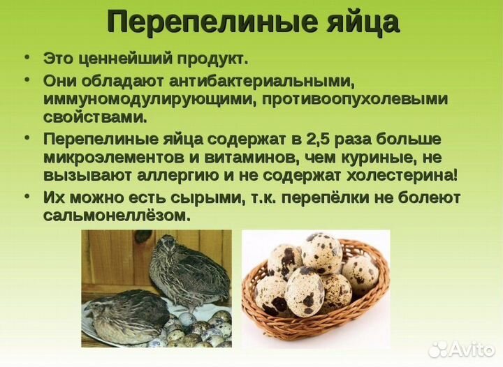 Яйца перепелиные