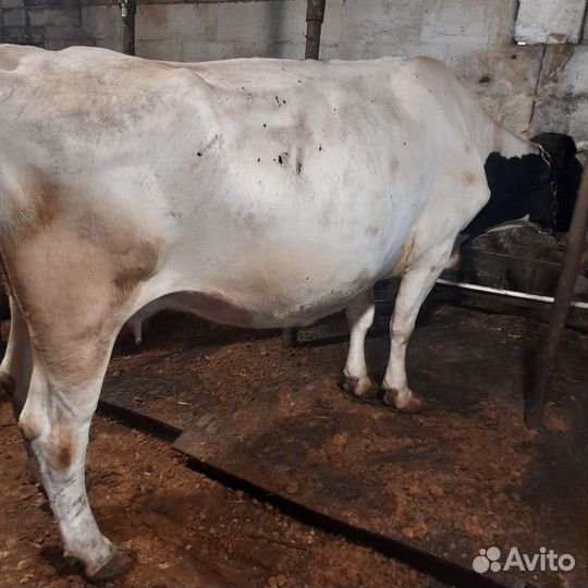 Продам бычков и тёлку суксунку