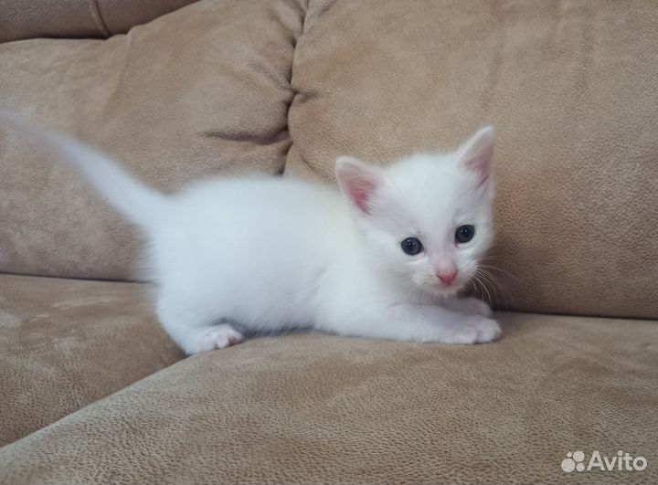 Котенок в добрые руки