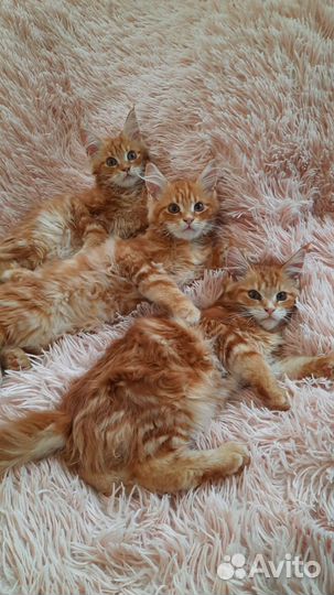 Котята мейн-кун
