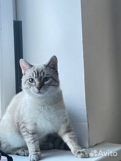 Сиамский кот