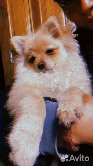 Померанский шпиц