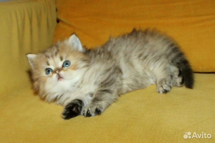 Британская золотая девочка