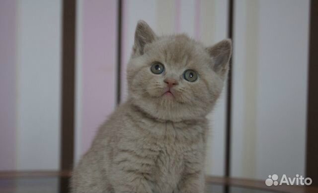 Лиловые и голубые котята