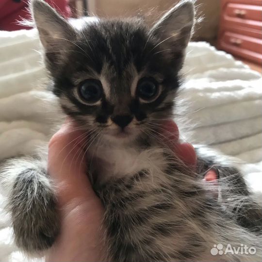 Котята в добрые руки 1 месяц