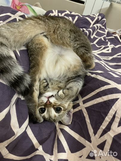 Кошка