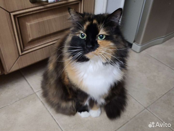 Ищем новую семью для доброй и нежной Бусинки