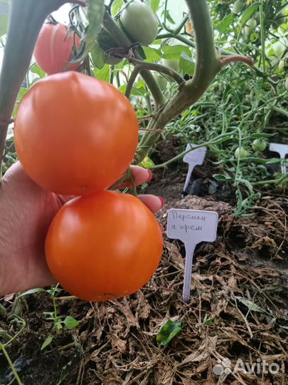 Семена коллекционных томатов - 76 сортов