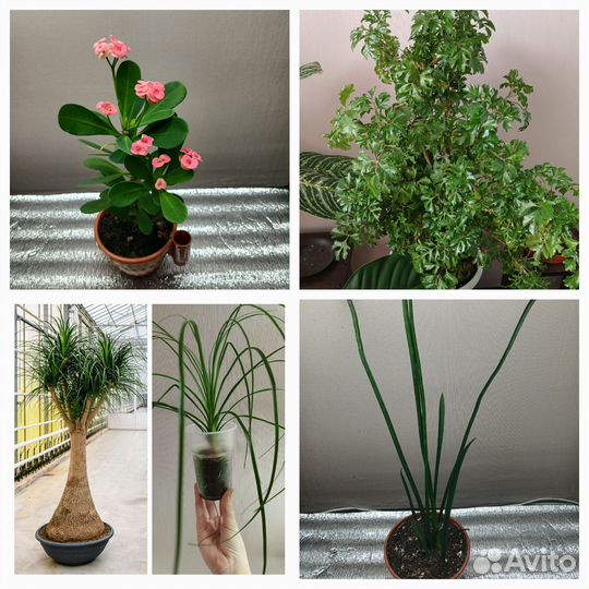 Комнатные цветы