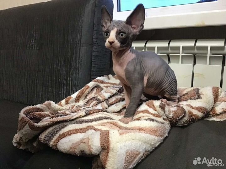 Канадский сфинкс