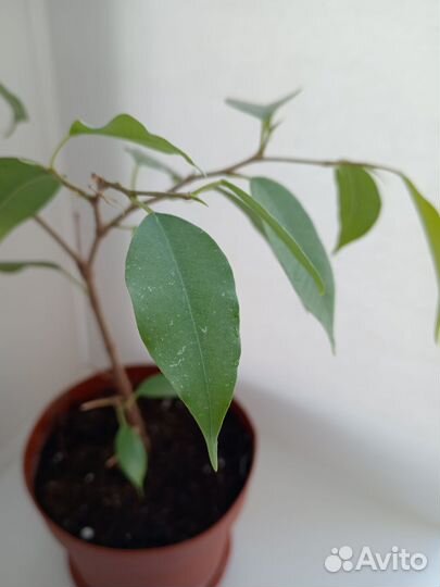 Комнатные цветы