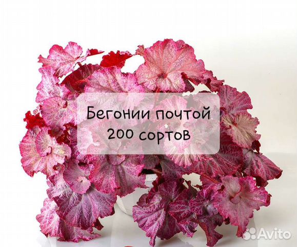 Бегонии много сортов