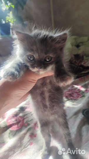 Отдам кота в добрые руки