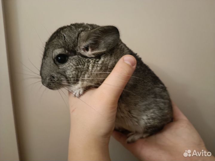 Шиншилла