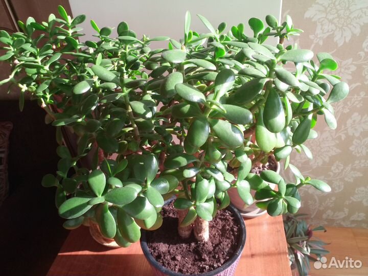 Денежное дерево Толстянка