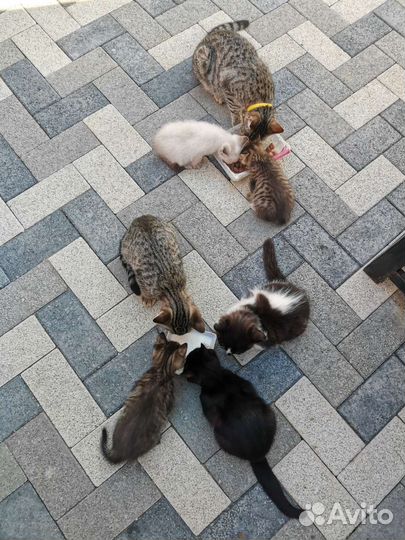 Котята в добрые руки