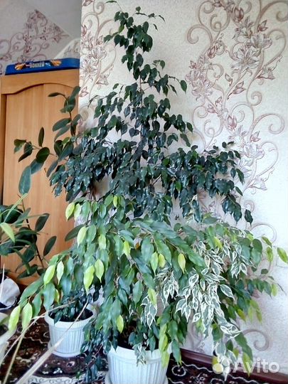 Комнатные цветы