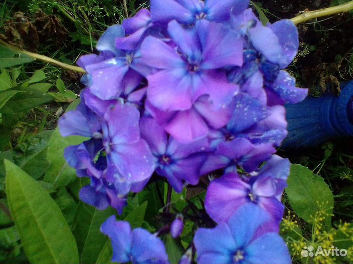 Флоксы многолетние