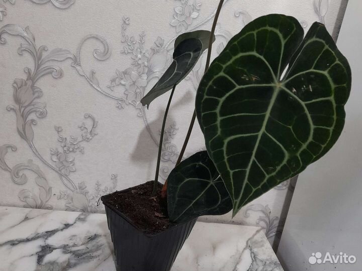 Антуриум кларинервиум